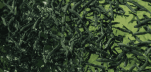 Rockhampton Council Vows Aquaculture Industry Expansion