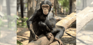 Chilling Delights at Rockhampton Zoo: A Primate's Perfect Heatwave Treat