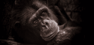 Tragic Farewell to Samantha, Rockhampton Zoo's Matriarch