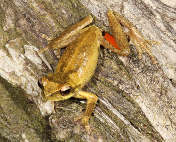 Litoria corbeni/ Photo by Conrad Hoskin