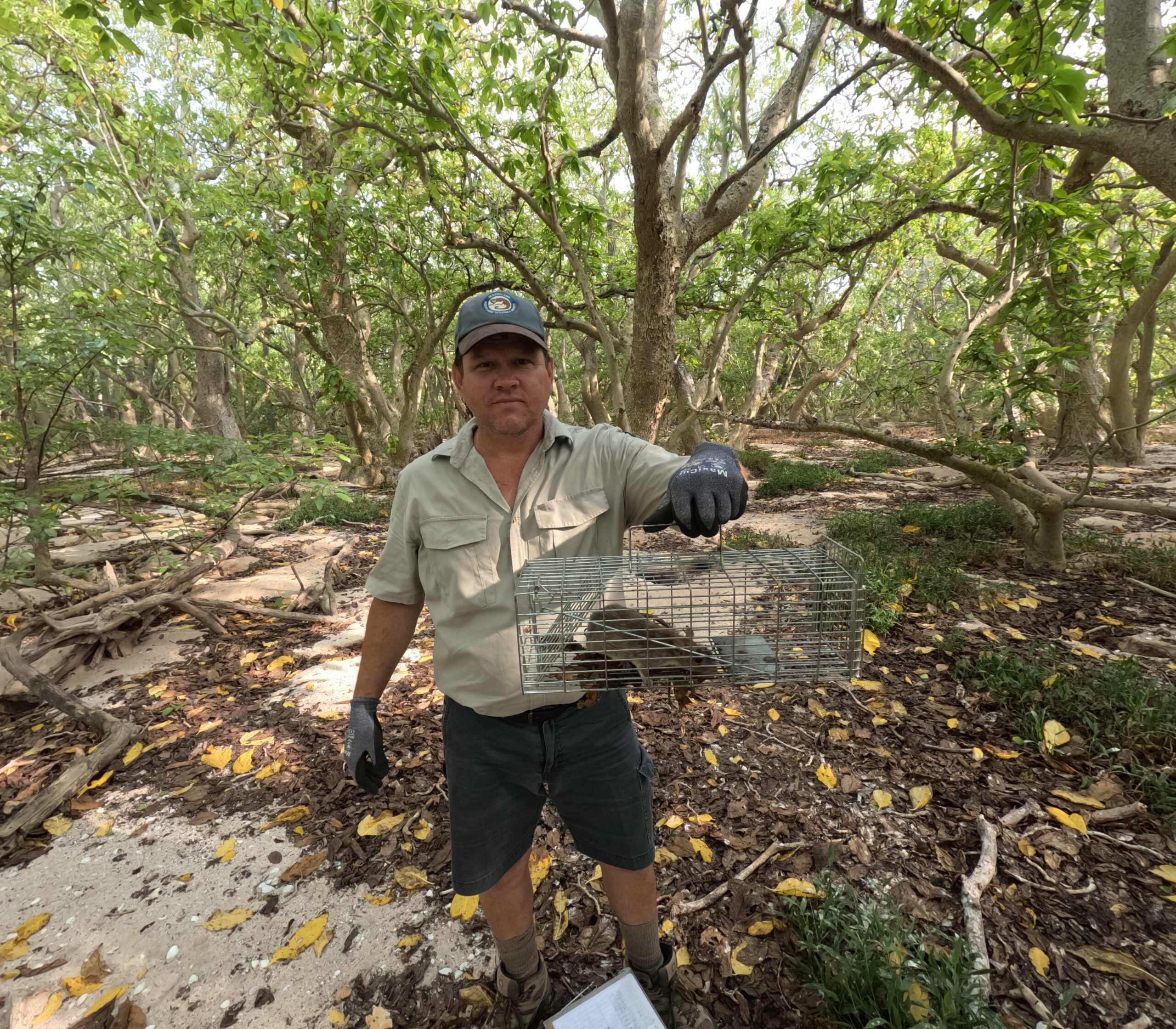 North West Island declared rat free in reef conservation win