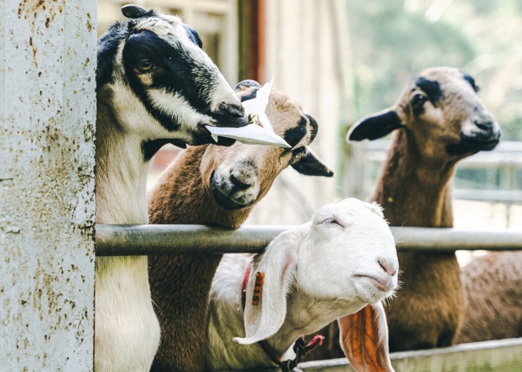 Photo by IAN from Pexels: https://www.pexels.com/photo/sheep-in-enclosure-on-farm-15639147/