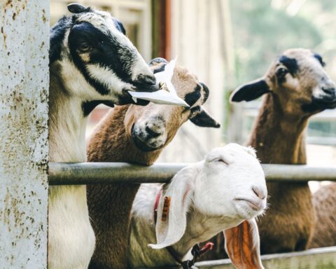 Photo by IAN from Pexels: https://www.pexels.com/photo/sheep-in-enclosure-on-farm-15639147/