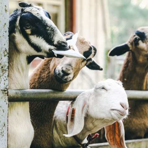 Photo by IAN from Pexels: https://www.pexels.com/photo/sheep-in-enclosure-on-farm-15639147/