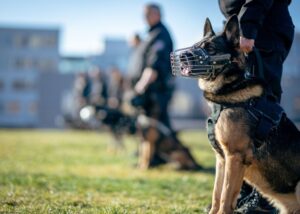 https://www.pexels.com/photo/police-training-with-german-shepherds-outdoors-30487150/
