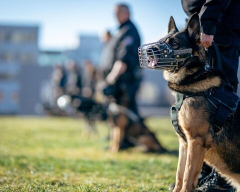 https://www.pexels.com/photo/police-training-with-german-shepherds-outdoors-30487150/