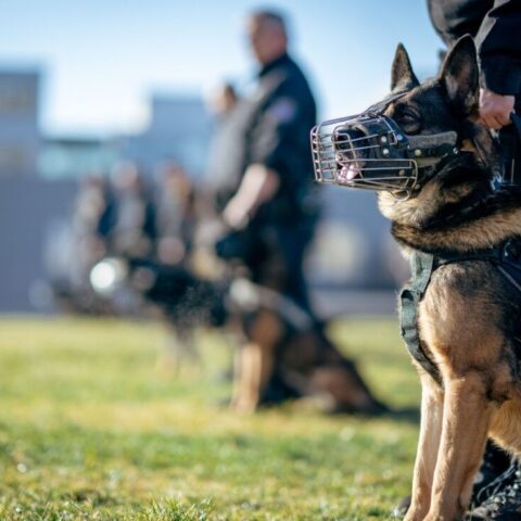 https://www.pexels.com/photo/police-training-with-german-shepherds-outdoors-30487150/