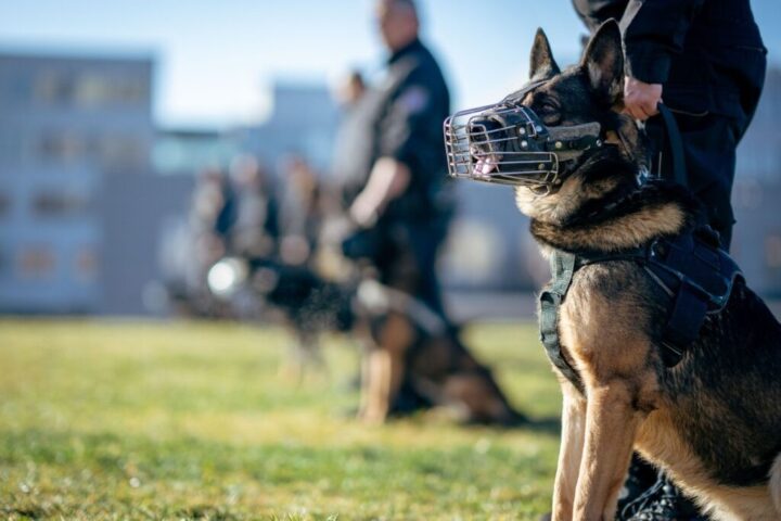 https://www.pexels.com/photo/police-training-with-german-shepherds-outdoors-30487150/