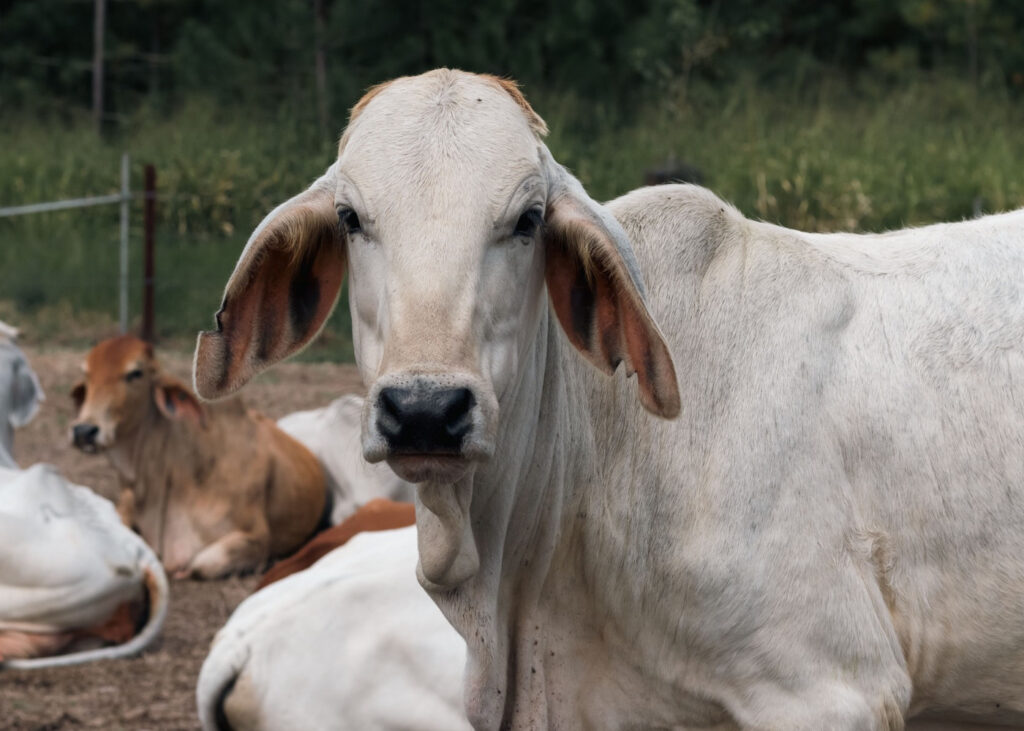 https://www.pexels.com/photo/close-up-of-brahman-cattle-at-mission-beach-farm-37885219/