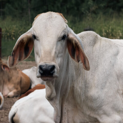 https://www.pexels.com/photo/close-up-of-brahman-cattle-at-mission-beach-farm-37885219/