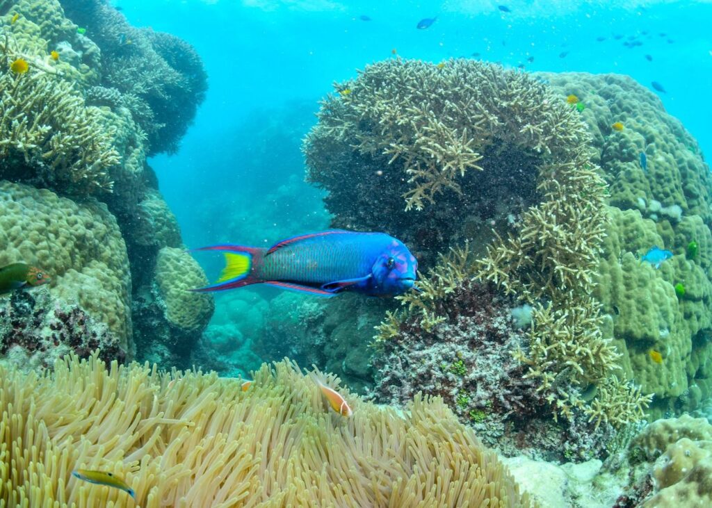 https://www.pexels.com/photo/vibrant-coral-reef-with-colorful-parrotfish-in-australia-34492250/