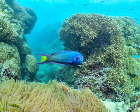 https://www.pexels.com/photo/vibrant-coral-reef-with-colorful-parrotfish-in-australia-34492250/