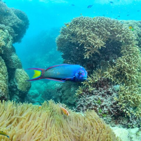 https://www.pexels.com/photo/vibrant-coral-reef-with-colorful-parrotfish-in-australia-34492250/