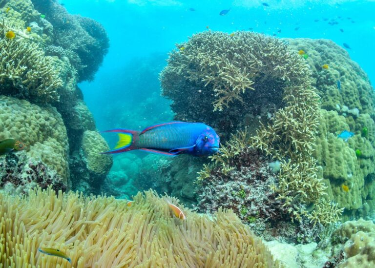 https://www.pexels.com/photo/vibrant-coral-reef-with-colorful-parrotfish-in-australia-34492250/
