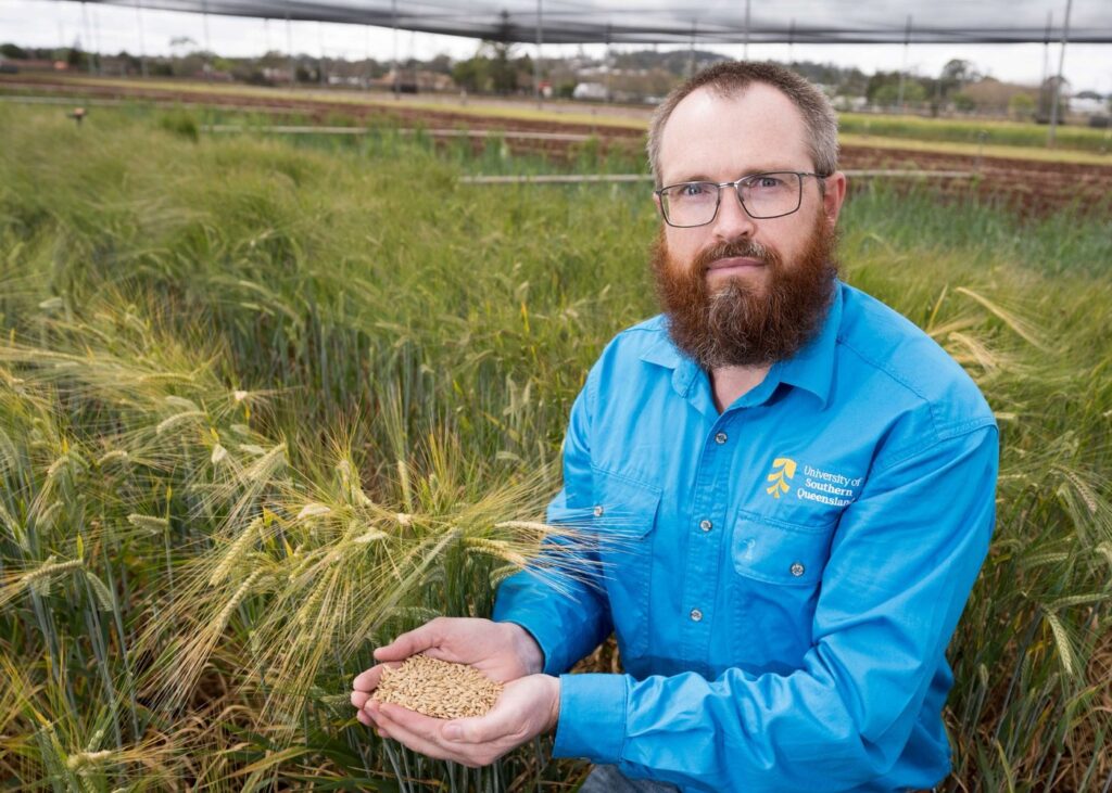 UniSQ Researcher Dr Noel Knight Investigates Barley Seed Disease