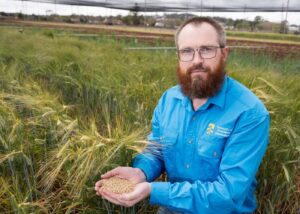 UniSQ Researcher Dr Noel Knight Investigates Barley Seed Disease