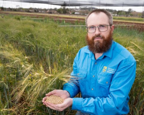 UniSQ Researcher Dr Noel Knight Investigates Barley Seed Disease