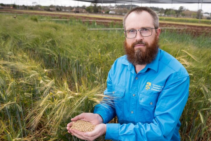 UniSQ Researcher Dr Noel Knight Investigates Barley Seed Disease